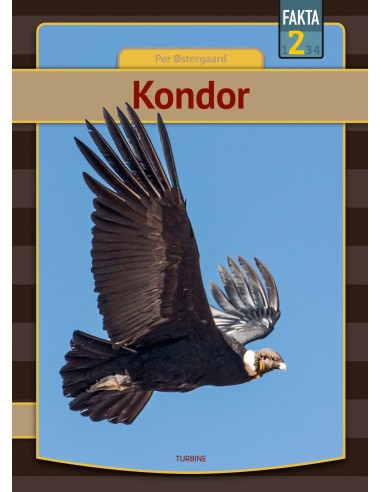 Kondor