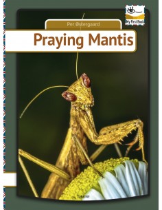 Praying mantis