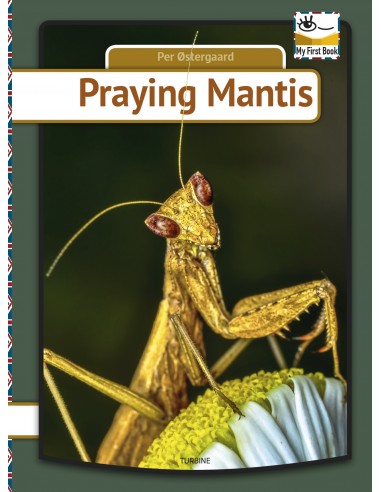 Praying mantis