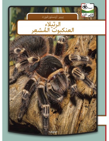 Fugleedderkop - arabisk