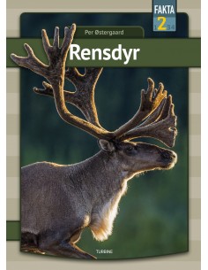 Rensdyr