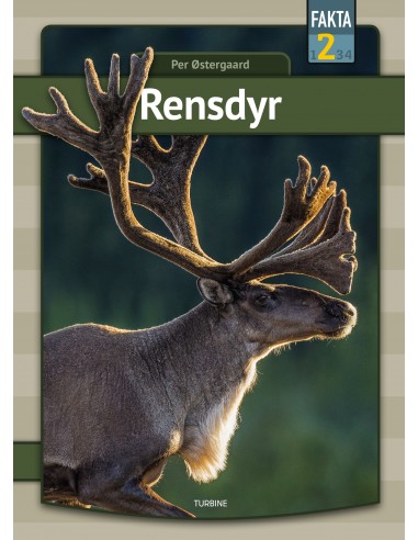 Rensdyr