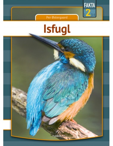 Isfugl