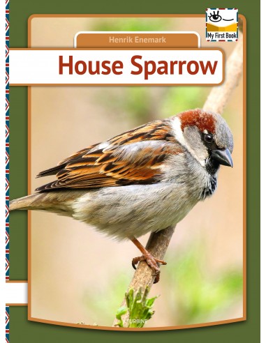 House Sparrow