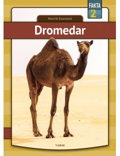 Dromedar