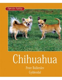 Chihuahua