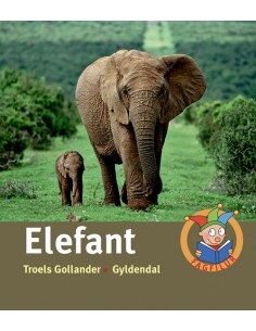 Elefant