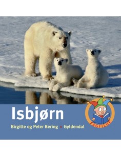Isbjørn