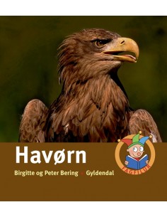 Havørn