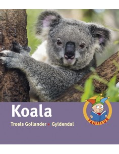 Koala