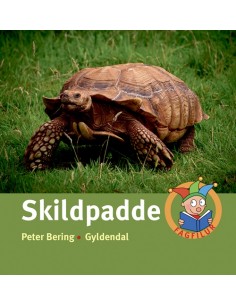Skildpadde