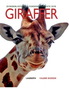 Giraffer