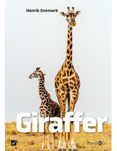 Giraffer