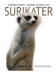 Surikater