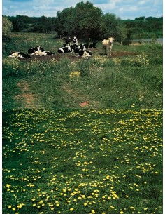 Den europæiske palet