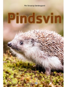 Pindsvin