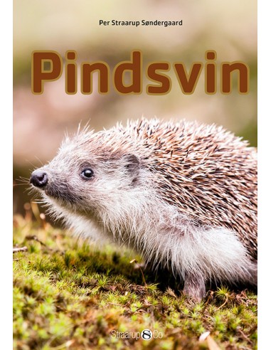 Pindsvin