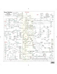 Human Metabolism - PLAKAT