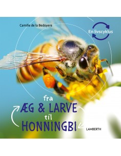 Fra æg og larve til honningbi