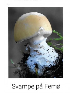 Svampe på Femø