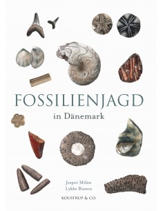 Fossilienjagd in Dänemark