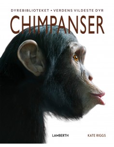 Chimpanser