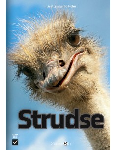 Strudse