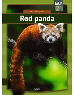 Rød panda