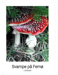 Svampe på Femø i oktober