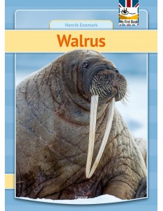 Walrus