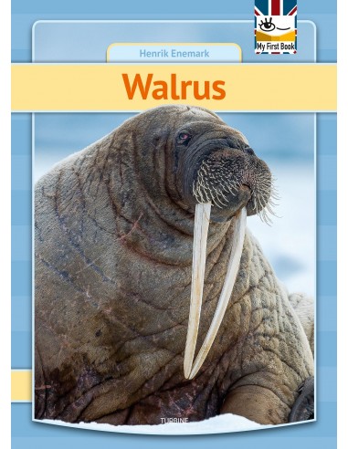 Walrus